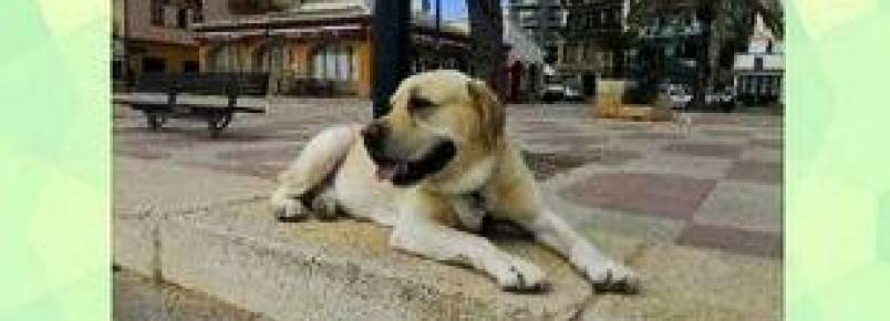 Aplicativo ajuda na busca de animais desaparecidos